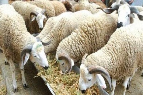 تسجيل 108 آلاف مربي ماشية وترقيم 3,7 مليون رأس من الأغنام والماعز