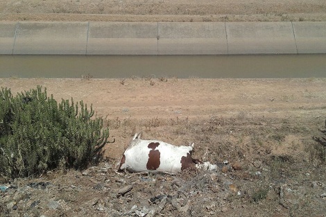 كارثة بيئة تهدد منطقة العونات إقليم سيدي بنور