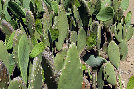 سيدي إفني.. عقد اجتماع لتتبع الجهود المبذولة لمكافحة الحشرة القرمزية