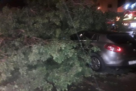 سقوط شجرة بسطات بسبب الرياح