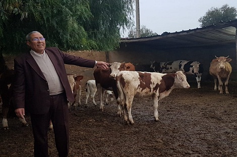 سطات… الحمى القلاعية تخلق الرعب والهلع في صفوف الفلاحين والكسابة والمواطنين