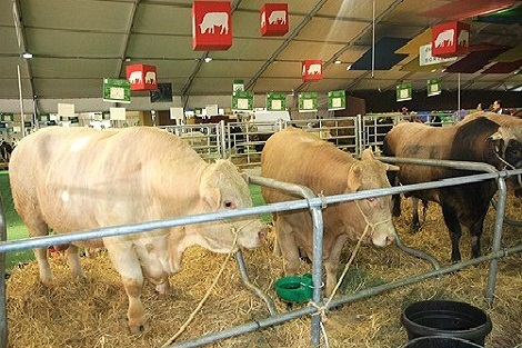 الحمى القلاعية.. عملية تلقيح القطيع الوطني من الأبقار لاتزال مستمرة في جميع جهات المملكة