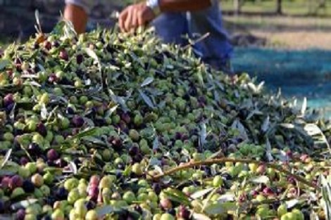 تاونات .. المساحة المغروسة بأشجار الزيتون تصل الى 150 ألف هكتار