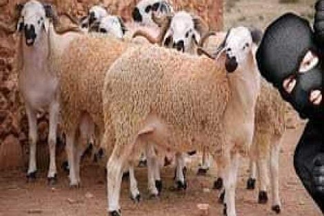 تنامي ظاهرة”الفراقشية” بإقليم سطات