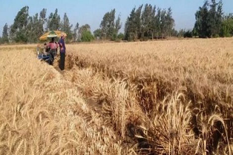توقعات الموسم الفلاحي 2018-2019..محصول متوسط بالنسبة للحبوب وجيد للزراعات السكرية والأشجار المثمرة
