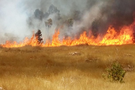 سطات: حريق يلتهم الهكتارات من غابة المزامزة