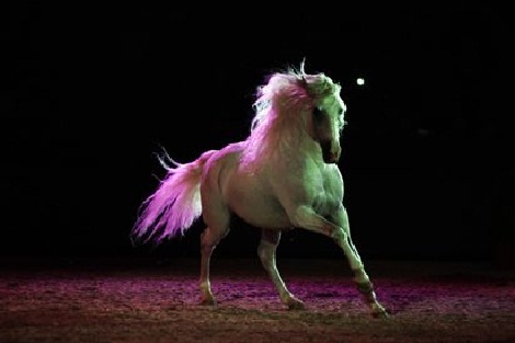 “الفرس في المنظومات البيئية المغربية” شعار الدورة 12 لمعرض الفرس في أكتوبر القادم بالجديدة