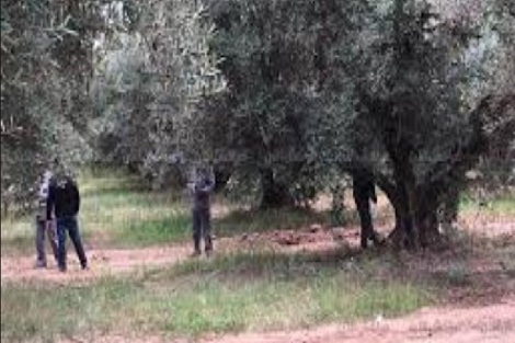 مراكش..العثور على جثة شاب معلقة بشجرة زيتون غابة الشباب
