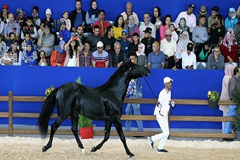 معرض الفرس.. الحصان “الرفيع” يحرز لقب كأس الأبطال للخيول العربية-البربرية