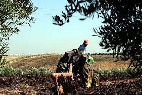 الناتج الداخلي الخام الفلاحي سيستمر في إظهار “مرونة جيدة”
