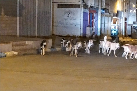 في ظل حالة الطوارئ الصحية.. تزايد عدد الكلاب الضالة بمدينة سطات يسائل الجهات المختصة