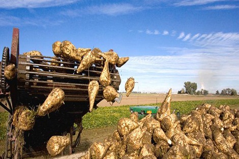 جمعية منتجي  الشمندر لدكالة عبدة توضح  للرأي العام الوطني