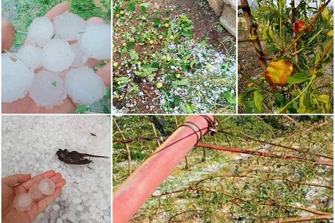 تضرر 9100 هكتار من المحاصيل الزراعية بجهة فاس مكناس بسبب عاصفة الصقيع