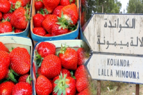 كوفيد-19.. متابعة مسؤولين عن تسيير وحدات لتثمين الفواكه الحمراء بمنطقة لالة ميمونة وأشخاص مكلفين بنقل العمال