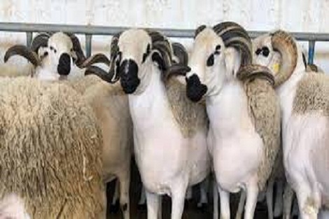 عيد الأضحى .. إطلاق دليل عملي لاحترام التدابير الصحية الوقائية