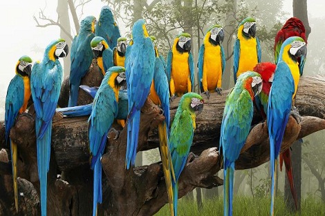 إسبانيا.. تفكيك شبكة لتهريب الطيور المحمية بتعاون مع الدرك الملكي (الحرس المدني)