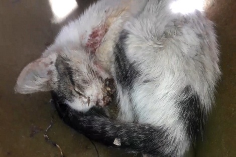 العثور على طلاسيم وتمائم سحرية بين فكي قط مخاط الفم تثير بحي ميمونة بسطات