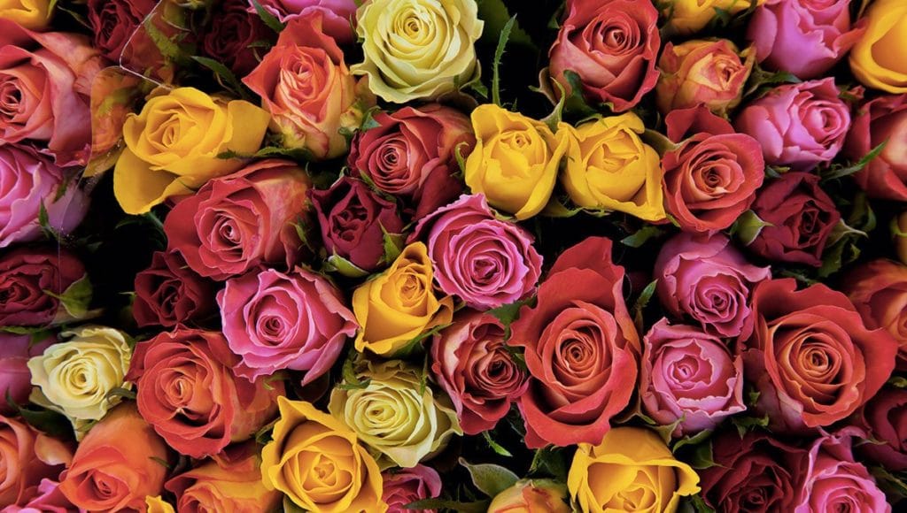 الخبرية 24 تهنئ المرأة بيومها العالمي