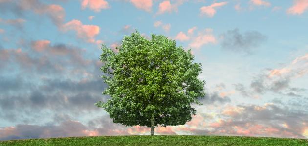 اليوم الوطني للشجرة.. مناسبة لتثمين الثروة الغابوية وللتأكيد على أهمية الحفاظ عليها