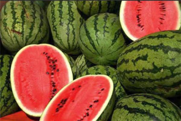 بذور البطيخ الأحمر المستخدمة في زراعته بالمغرب غير معدلة جينيا (بيان توضيحي)