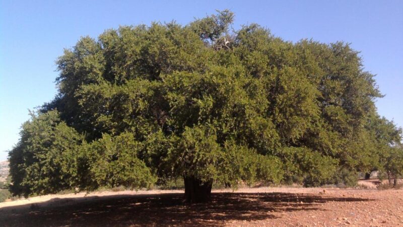 المغرب والأمم المتحدة يحتفيان، الثلاثاء المقبل بأكادير، بالذكرى الثانية لليوم العالمي لشجرة أركان