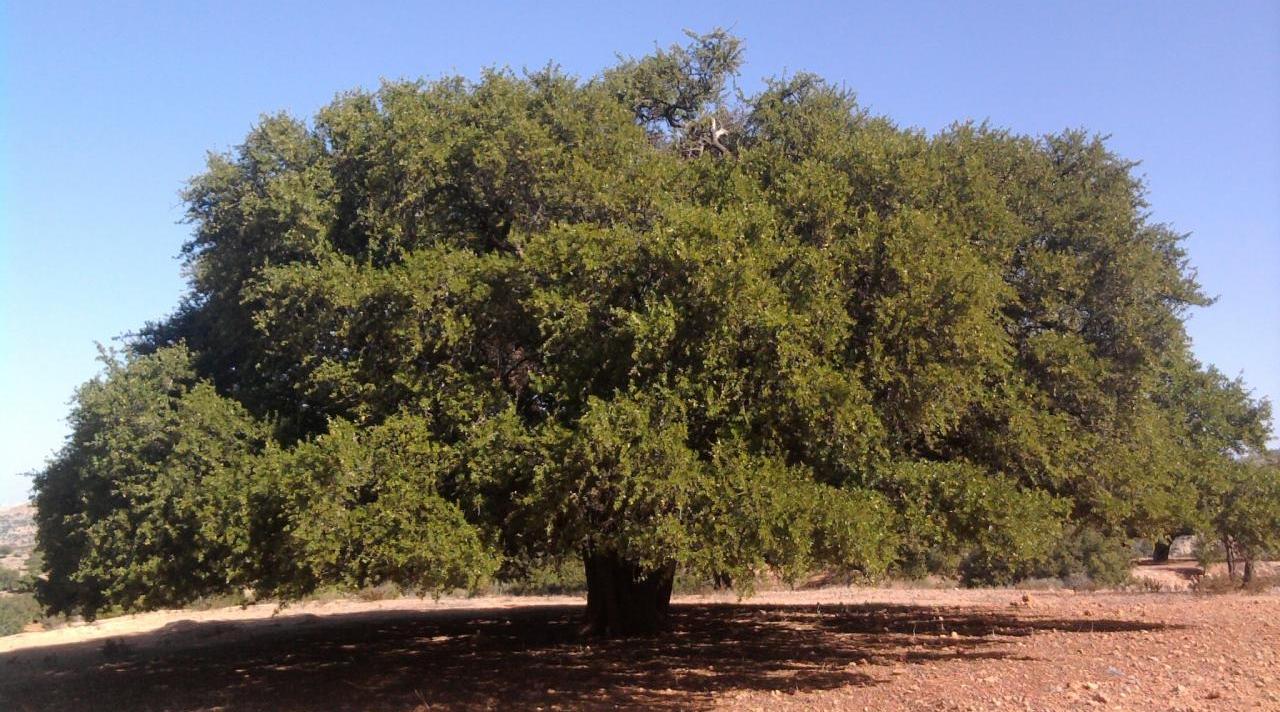 المغرب والأمم المتحدة يحتفيان، الثلاثاء المقبل بأكادير، بالذكرى الثانية لليوم العالمي لشجرة أركان