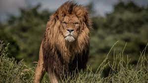 فرضية وقوع هجمات أسد بمناطق خنيفرة وولماس “تبقى مستبعدة” (الوكالة الوطنية للمياه والغابات)